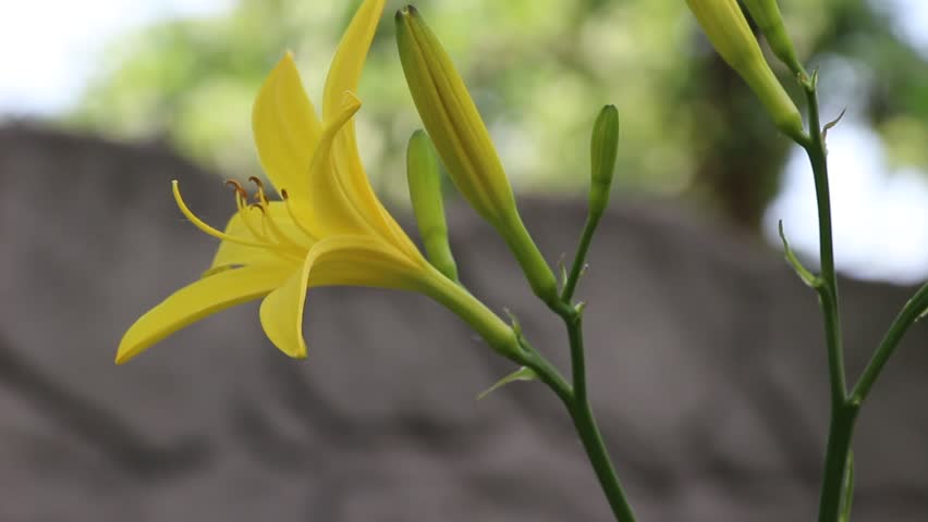 Beautiful yellow lily flowers on the flowerbed sway in the wind. Close-up. Meditation and sounds of nature
