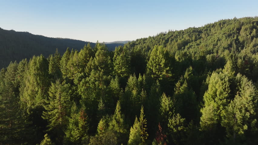 Drone flying over coniferous forest in the mountains of Redwood National and State Parks, California, USA. Picturesque mountain range covered green woods. Morning landscape in the woods, 4k footage 