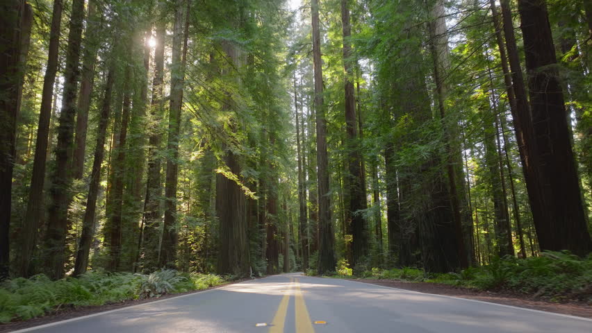 Pov of car driving on the road in Redwood National and State Parks, California, USA. Yellow lines marked in middle of highway. Big trees growing along roadway in green woods. Empty asphalt speedway