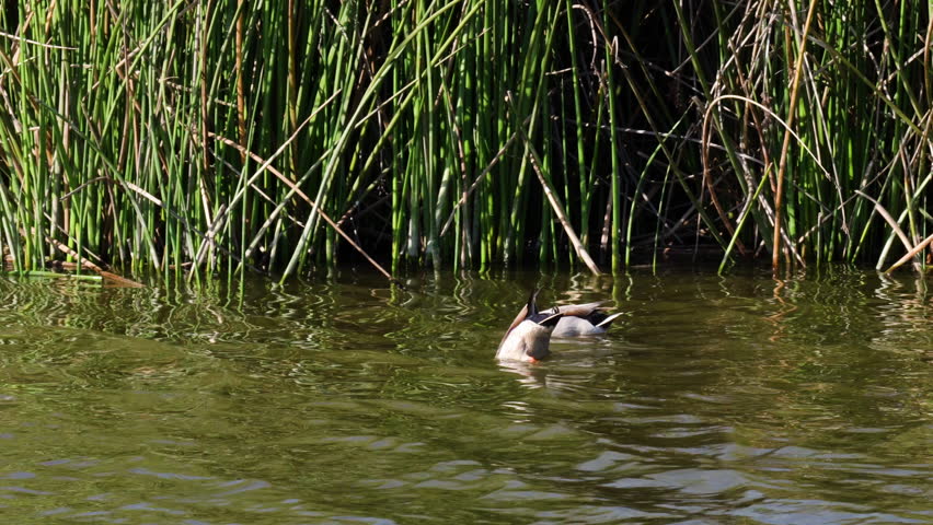 Mallard ducks in the middle of the lake on a sunny day