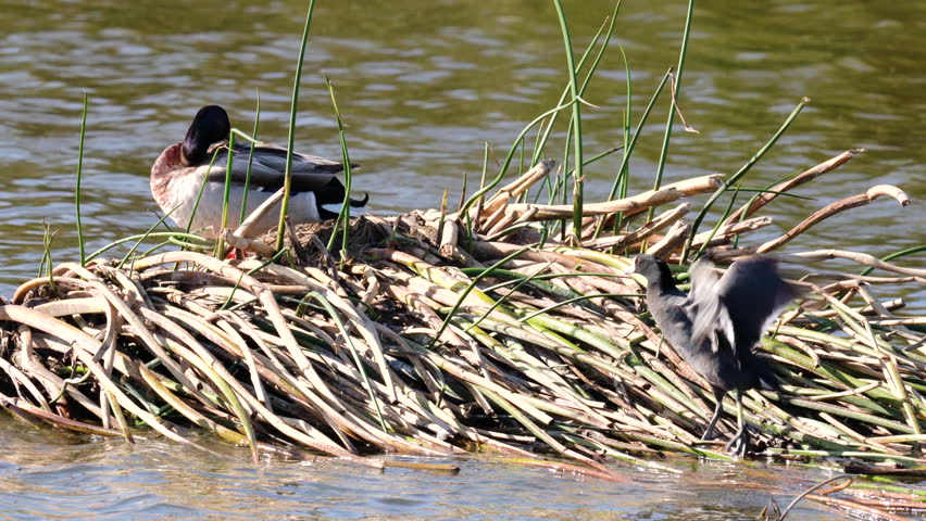 Mallard ducks in the middle of the lake on a sunny day