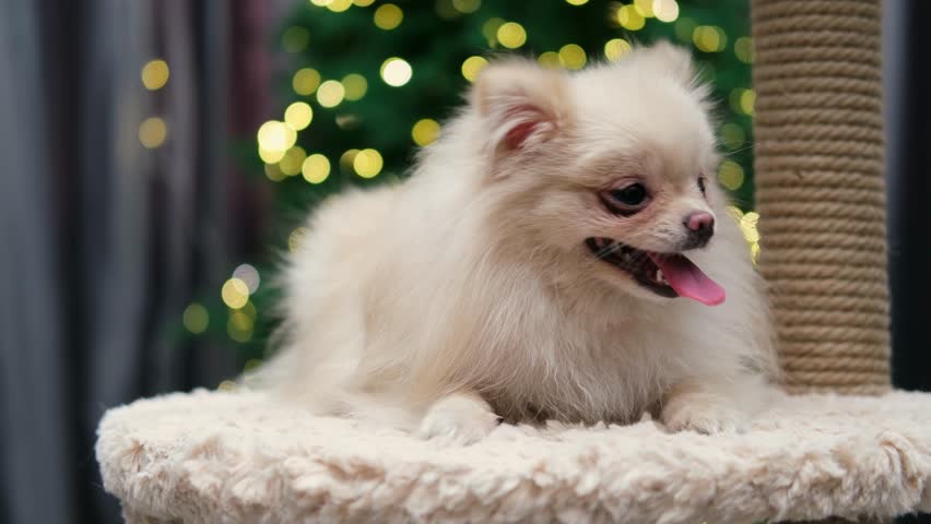 dog muzzle spitz close up