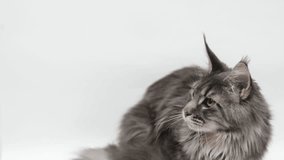 cute gray cat on a light background - Powered by Shutterstock - Get 15% off with code: PIKWIZARD15