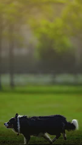 1 Dog running fast and catch frisbee in the air in slow motion