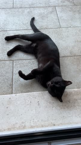 Funny black cat lying down, vertical video.