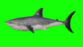 Fish shark isolated animation video