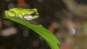4K video of tree frogs on grass.
4K 120fps edited to 30fps.