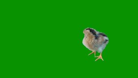 Chicken chick top Resolution effects green screen 4k, 3D Animation, Ultra High Definition, 4k video Premium Quality