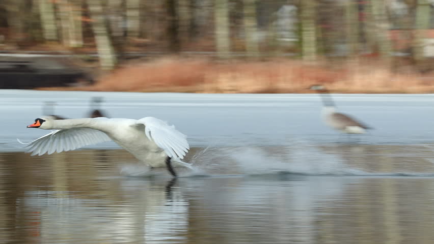mute swan takeoff and landing running on ice winter scene natural world norway rare footage ambient sound