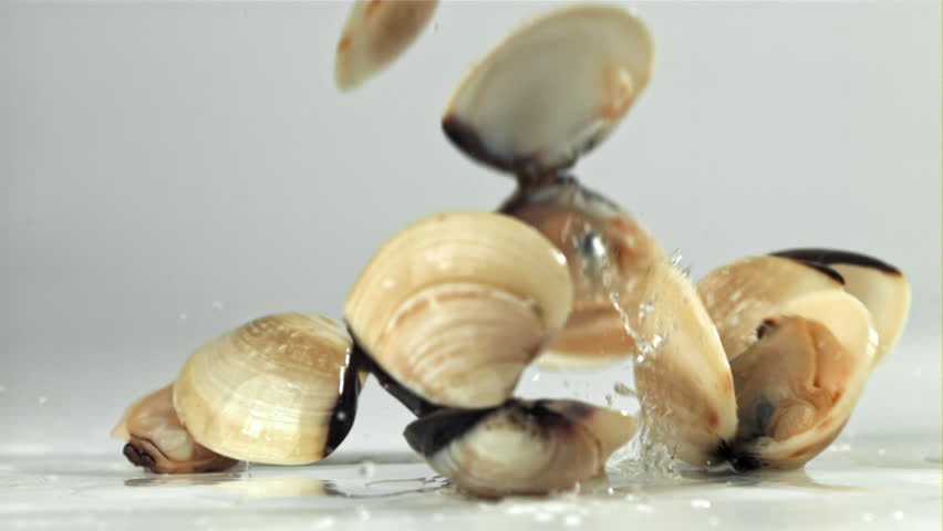 Fresh vongole falling on white background. Filmed on a high-speed camera at 1000 fps. High quality FullHD footage