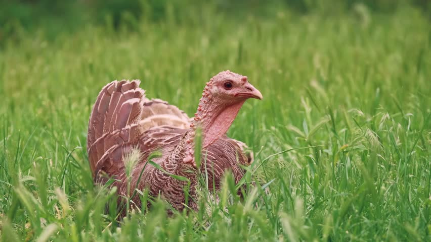 Beautiful male turkey bird walking on green grass in farm