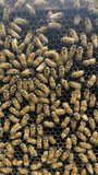 Close up video of two queen bees inside a beehive. See as the new virgin queen bee fights with the old queen bee
