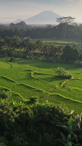 Aerial vertical shot of rice terraces in Ubud, Bali, volcanoes visible in the distance. Magnificent nature of Bali island - green rice fields and palm trees at sunset