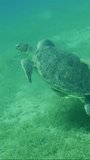 Vertical video, Great Green Sea Turtle (Chelonia mydas) swims up from seagrass bed covered with Round Leaf Sea Grass or Noodle seagrass (Syringodium isoetifolium) with Remora fish on shell
