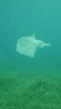 Vertical video, Plastic bag floating underwater on blue depth, environmental pollution. Old plastic bag drifting in water column over seagrass meadow, slow motion