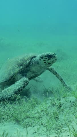 Verrtical video, very old male Hawksbill Sea Turtle or Bissa (Eretmochelys imbricata) sits on seagrass meadow and eats Round Leaf Sea Grass or Noodle seagrass (Syringodium isoetifolium), slow motion Royalty-Free Stock Footage #3473877833