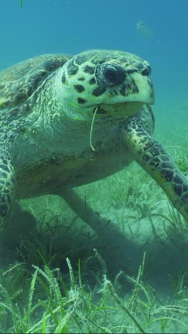 Vertical video, Close up frontal portrait of very old male Hawksbill Sea Turtle or Bissa (Eretmochelys imbricata) sits on seagrass bed and eats Round Leaf Sea Grass (Syringodium isoetifolium). Royalty-Free Stock Footage #3473879831
