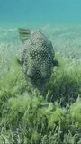 Vertical video, Broadbarred Toadfish or White-spotted puffer (Arothron hispidus) looking for food on seagrass bed among Round Leaf Sea Grass or Noodle seagrass (Syringodium isoetifolium) Slow motion