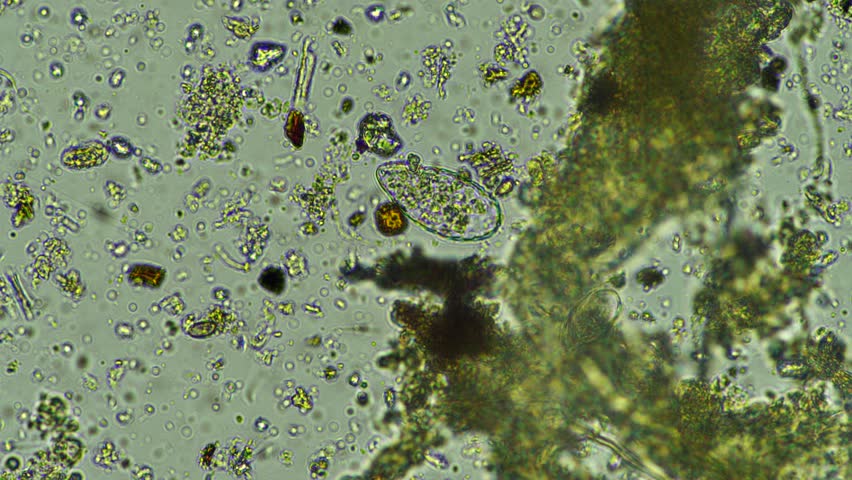 Soil microorganisms living in earth, recycling nutrients and healing the environment 