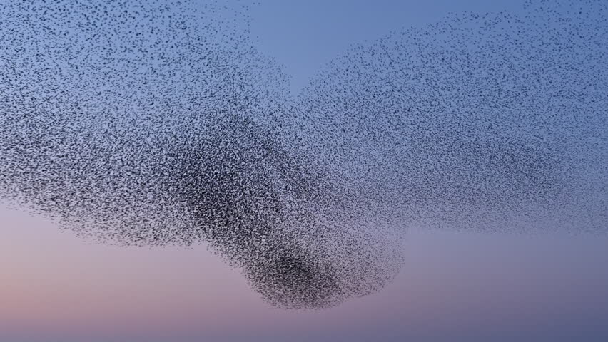 Starling birds flying in a large group in the sky during sunset at the end of a winter day.Starlings (Sturnidae) murmuration in the sky that move in shape-shifting clouds before the night.