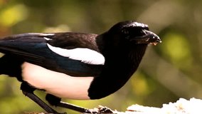 Eurasian Magpie Eating Nuts With Blur Nature Background, Magpie Bird Quick Feeding On Wood Of Tree, Oriental Magpie Robin Black White Bird Closeup Eating Food 4k Footage Clip View In Park.