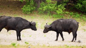 Two cape buffaloes (Syncerus caffer) clashing their horns, fighting in Chobe National Park, Botswana, South Africa