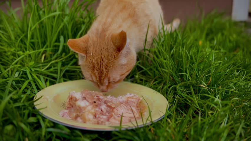 street red cat eats canned meat on the street in the spring Royalty-Free Stock Footage #3473984923