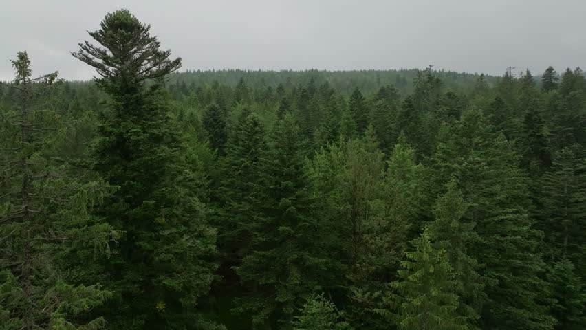 Drone footage captures the forward movement over a dense evergreen forest with a prominent tree under a cloudy sky