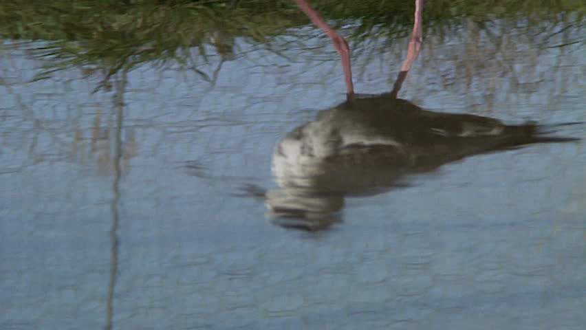 Black stilt bird
