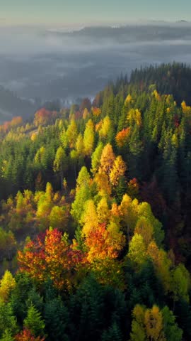 Autumn landscape in the mountains. Aerial shot of red and yellow autumn trees, foggy mountains and warm morning sun. Autumn alpine forest, Vertical Screen