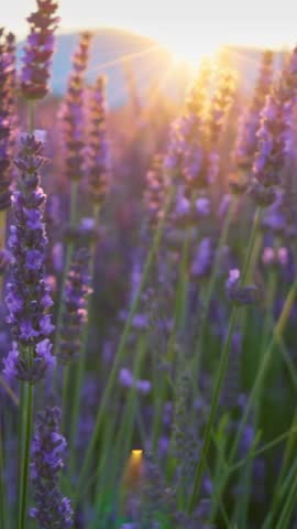 Lavender field at sunset, Provence, France. Beautiful purple lavender flowers, sun breaks through flowers Backlit violet lavender flowers sway in the wind. Vertical Screen