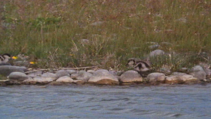 Baby ducklings