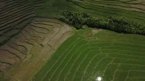 Aerial view of Cadapdapan Rice Terraces in Candijay, Bohol. Raw aerial footage.