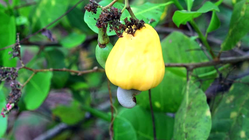  Cashew nut fruit in live tree