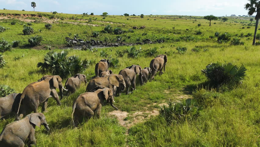 Parade of Elephants walking across grasslands, sunny day in Africa - Aerial view