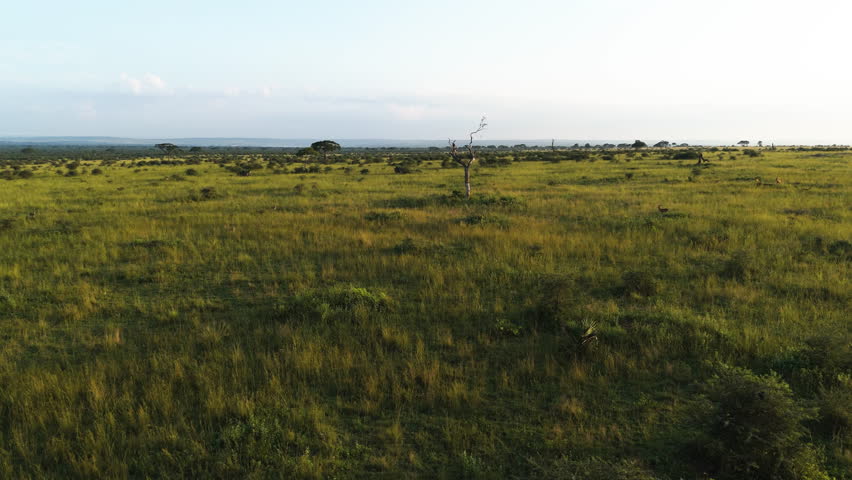 Aerial view over savannah, toward a big bird in a tree, sunny evening in Africa