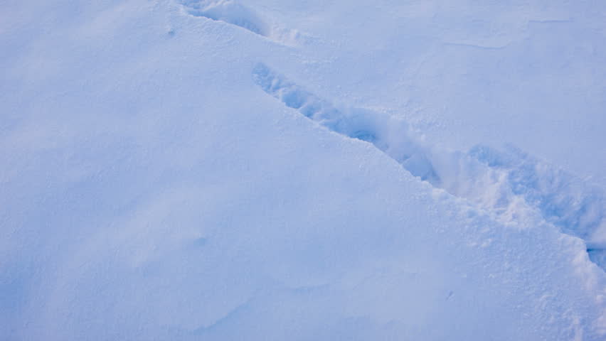 Human traces on snow