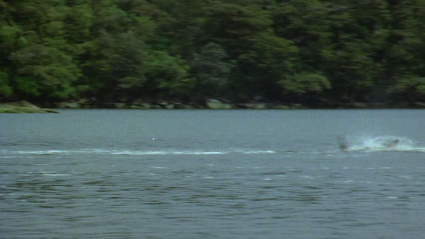 Bottle nose dolphins
