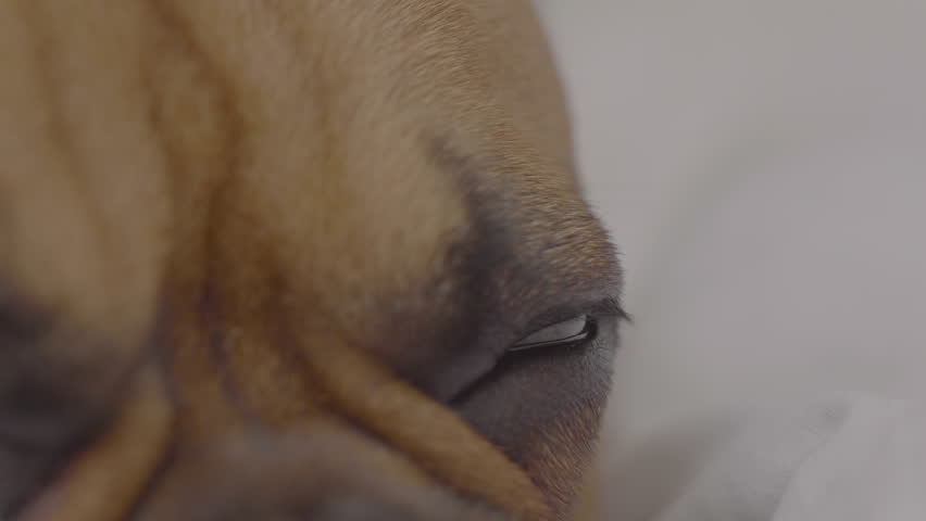 A close-up of a French Bulldog's face, showcasing the peaceful expression of a dog in a deep, restful sleep. Royalty-Free Stock Footage #3474071781