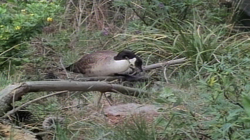 Canada goose