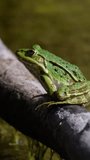 Close-up of a green marsh frog (Pelophylax ridibundus) sitting on a twig above the garden pond. Slow motion of an aquatic animal breathing calm near the water. Sunny summer wildlife.