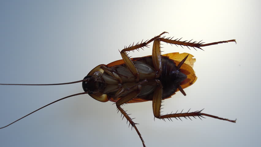 Giant cockroach, Periplaneta Americana, standing on its back alive, with light effects behind Royalty-Free Stock Footage #3474130519