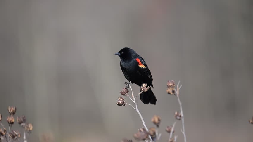 Beautiful red winged black bird perching on top of bush calling loud in the sparkling morning spring April in Virginia for nature conservation education environmental protection nature education