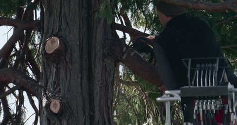 Professional lumberjack cuts branches of a big thuja with a chainsaw