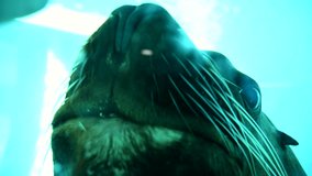 A detailed view of big male sea lion swimming gracefully beneath the waters surface underwater salt ocean water. 4k cinematic slow motion nature video