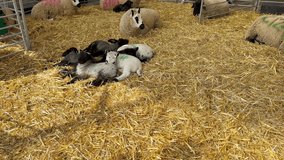 Sheep on a farm in England