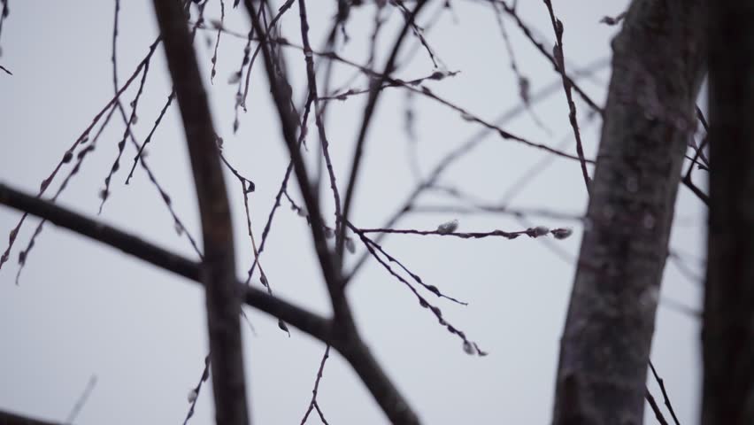 Rack Focus On Twig And Branches Of A Leafless Tree. 