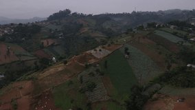 4K drone video of a very fertile hillside plantation