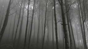 Very dramatic 4K drone video of fog inside a pine forest