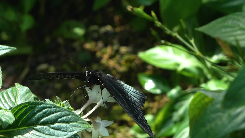 Slow motion mormon butterfly moving around a flower	